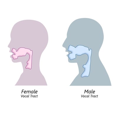 Men Vs Women Vocal Folds